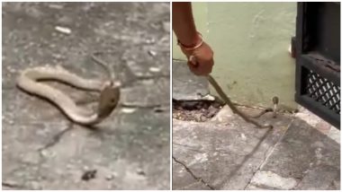 Snake Videos: फाटक ओलांडून घरात घुसला फणाधारी नाग, महिलेने काठीने हाकलला (पाहा व्हिडिओ)