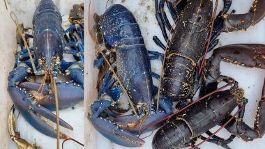 Blue Lobster, Scotland मध्ये मच्छिमाराच्या जाळ्यात आला 20 लाखात एक आढळणारा दुर्मिळ लॉबस्टर