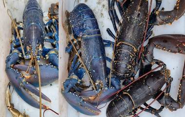 Blue Lobster, Scotland मध्ये मच्छिमाराच्या जाळ्यात आला 20 लाखात एक आढळणारा दुर्मिळ लॉबस्टर