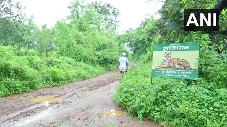 गडचिरोली मध्ये वाघाच्या हल्ल्यात 15 जणांनी गमावला जीव; Special Tiger Protection Force आणि  Rapid Rescue Team कडून शोध सुरू