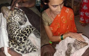 Leopard Cub Rescued Rrom Aarey Colony: स्थानिकांच्या मदतीने भर पावसात मुंबईत रस्त्यावर भरकटलेल्या बिबट्याच्या बछड्याची सुखरूप सुटका