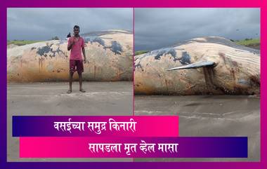 Whale Found On Mardes Beach In Vasai: वसई भागात समुद्र किनाऱ्यावर सापडला 40 फूट लांब आणि 12 फूट रुंद मृत व्हेल मासा