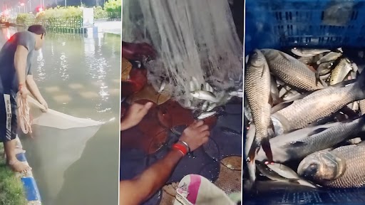 Kolkata Rains: रस्त्यावर साचलेल्या पाण्यात मिळाले 15 किलोचे Catla Fish, पहा व्हिडिओ