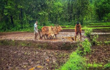 Farmers Suicide: कर्जमाफी होऊनही एकट्या मराठवाड्यात गेल्या 11 महिन्यांत 805 शेतकऱ्यांची आत्महत्या