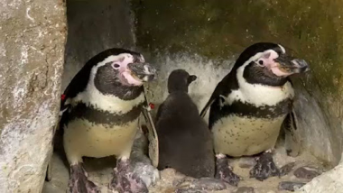 मुंबईतील Byculla Zoo मध्ये यंदा 2 पेंग्विन पिल्लांचे केले स्वागत, दोन्ही पिल्लाची प्रकृती स्थिर