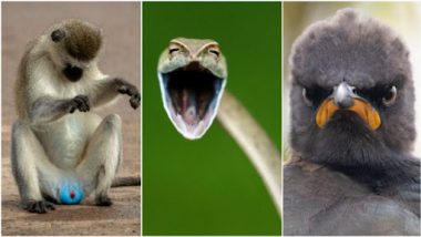 Comedy Wildlife Photography Awards 2021 Finalists Full List: माकड ते हसणाऱ्या सापापर्यंच्या प्राण्यांचे Funny फोटो येथे पहा
