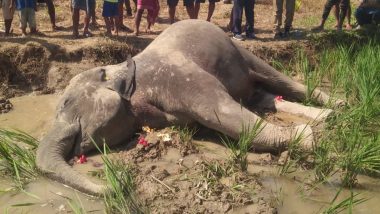 Assam: गोलपारा जिल्ह्यात भातशेतात  6 वर्षांच्या हत्ती मृतावस्थेत आढळला