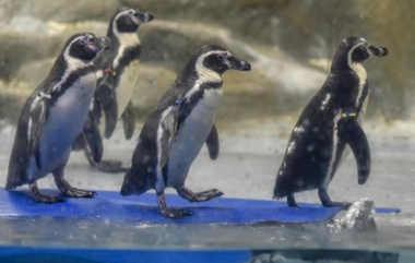 Byculla Zoo: भायखळा येथील राणीची बाग येत्या 22 ऑक्टोंबर नंतर सुरु होण्याची शक्यता