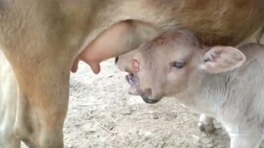 Odisha मध्ये 2 डोकं आणि 3 डोळे असलेल्या वासराला गाईने जन्म दिल्याची दुर्मिळ घटना; गावकर्‍यांकडून मां दुर्गाचं रूप मानून पूजा (Watch Viral Video)