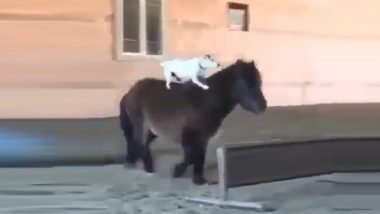 Dog Riding Horse: कुत्र्याची घोडेस्वारी, High Jump पाहून सोशल मीडियावर युजर्सनाही वाटले कौतुक (Funny Video Of Animal)