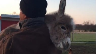 Viral Video of Donkey: गाढव प्रेम पाहिलंत का? गाढवाला कडेवर घेतले, त्याच्यासाठी अंगाई गीत गायले; 'ऐकावे ते नवलच' वाटावे असा हा व्हिडिओ