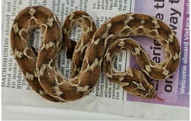 Poisonous Snakes in India: भारतातील विषारी फुरसे  साप Shipping Container च्या माध्यमातून इंग्लंडला पोहोचला