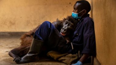 Ndakasi, वायरल फोटोतून प्रकाशझोतात आलेल्या Mountain Gorilla चा 14 वर्षांपूर्वी शिकार्‍यांपासून सुटका केलेल्या रेंजरच्या कुशीत शेवट; पहा हा भावनिक फोटो