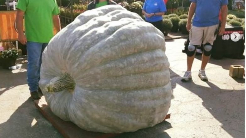 Pumpkin: तब्बल 10 क्विंटल वजनाचा जगातील सर्वात मोठा भोपळा, जागतिक विक्रमाची नोंद
