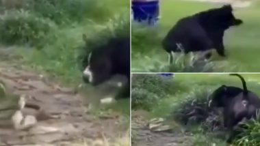 Dog Vs Snake Viral Video: घराबाहेर फिरत असलेल्या कुत्र्याचा विशालकाय सापासोबत सामना, वाचा नेमके काय घडले (Viral Video)