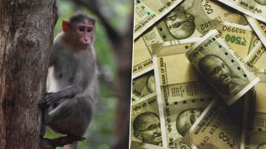 Madhya Pradesh: ट्राफिकमध्ये अडकलेल्या रिक्षामधून माकडाने पळवले 1 लाख रुपये, जाणून घ्या काय घडले पुढे...