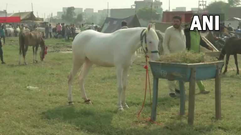 Cattle and Horse Fair In Vallah: अमृतसर येथील वल्ला येथे घोडे आणि पशूच्या पारंपरिक जत्रेस सरुवात