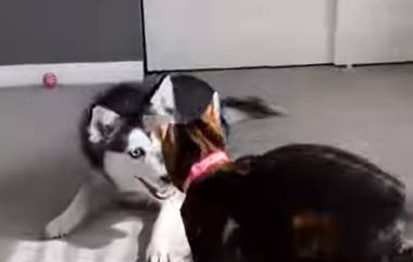 Dog VS Cat Wrestling: कुत्र्यासोबत मांजर खेळे, दोघांची शेपटी जमिनीवर लोळे, युजर्स म्हणाले 'व्वा!'