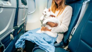 Shocking! उडत्या विमानात चक्क मांजरीला 'स्तनपान' करू लागली महिला; प्रवाशांनी केली तक्रार, जाणून घ्या काय घडले पुढे...