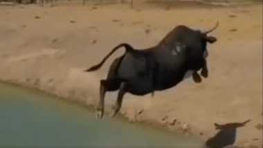 Bull Jumps Viral Video: वळूची हवेत उडी, अनकांनी म्हटले व्वा! सोशल मीडियात व्हिडिओ व्हायरल