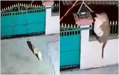 Leopard Hunts Pet dog Viral Video: बिबट्याने शिकार केली कुत्र्याची,  सोशल मीडियावर व्हिडिओ व्हायरल