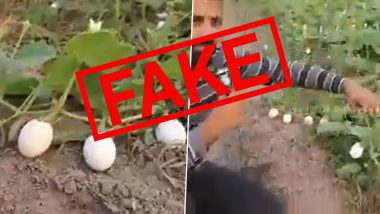 Pakistan मध्ये झाडांवर उगवली अंडी? खोटा दावा करून पांढऱ्या वांग्याचा व्हिडिओ व्हायरल, जाणून घ्या सत्य