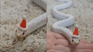 सापाने घातली सांताक्लॉजची टोपी, सोशल मीडियात व्हिडिओ व्हायरल (Watch It)