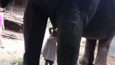 Viral Video: 3 वर्षाच्या चिमुरडीचा हत्तीणीचे दुध पिण्याचा प्रयत्न; प्राणी आणि मानवामधील निखळ प्रेमाचा व्हिडीओ व्हायरल (Watch)