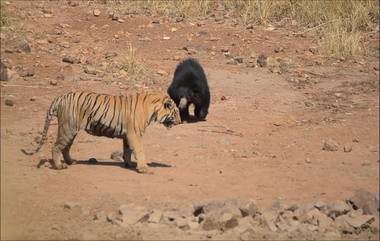 Bear vs Tiger Viral Video: अस्वल आणि वाघ यांच्यात जोरदार लढाई, कोण जिंकले? (पाहा व्हिडिओ)