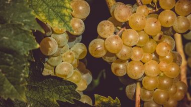 Weather Effect on Rabi Season: द्राक्ष, आंबा, कांद्यासह रब्बी हंगामातील पिकांवरही थंड हवामानाचा वाईट परिणाम