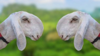 Madgyal Sheep: माडग्याळ मेंढी, किंमत फक्त 16 लाख रुपये; घ्या जाणून