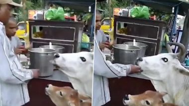Cow Eating Panipuri: रस्त्याच्या कडेला असलेल्या स्टॉलवर गाईने आपल्या वासरासह खाल्ली पाणीपूरी; Watch Viral Video