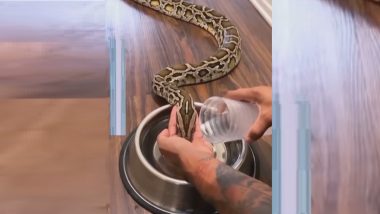 Thirsty Snake Drinks Water Viral Video: सापाला पाजले पाणी, सोशल मीडियावर व्हिडिओ व्हायरल