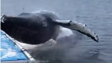 Whale Jumps on Boat Video: पाण्यातून बोटीकडे झेपावला व्हेल मासा, थोडक्यात वाचले लोकांचे प्राण (पाहा व्हिडिओ)