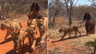 सहा सिंहींणींसोबत एकटी चालतेय तरूणी; वायरल व्हिडिओ पाहून तुम्ही देखील व्हाल थक्क (Watch Viral Video)