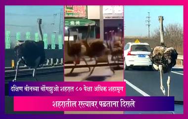 Ostriches: दक्षिण चीनच्या Chongzuo शहरात 80 पेक्षा अधिक शहामृग शहरातील रस्त्यावर पळताना दिसले, पहा काय आहे कारण