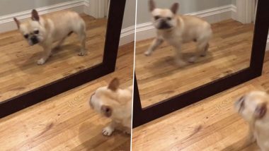 Dog Funny Video: स्वत:ला आरशात पाहून घाबरला कुत्रा; व्हायरल व्हिडिओ पाहून तुम्हीही हसाल
