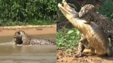 Leopard-Crocodile Fight: पाण्यात उतरून बिबट्याने केली धोकादायक मगरीची शिकार; पहा अंगावर काटा आणणारा Video