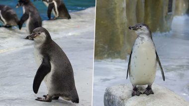 मुंबई प्राणिसंग्रहालयात Oscar नावाचे Penguin दाखल