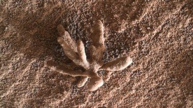 Flower on Mars: मंगळ ग्रहावर सापडला फूलासारखा दडग; शास्त्रज्ञही झाले हैराण; See Photos