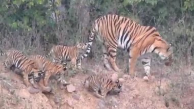 Cubs Of Tiger From Melghat Video: मेळघाटात वाघाचे गोंडस बछडे घालतायत पर्यटकांना भूरळ; पाहा 'हा' सूपर क्यूट व्हिडिओ