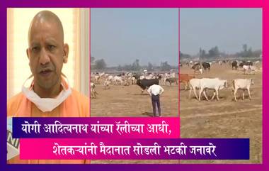 Yogi Adityanath's Rally च्या आधी शेतकऱ्यांनी मैदानात सोडली भटकी जनावरे, पाहा काय आहे प्रकरण