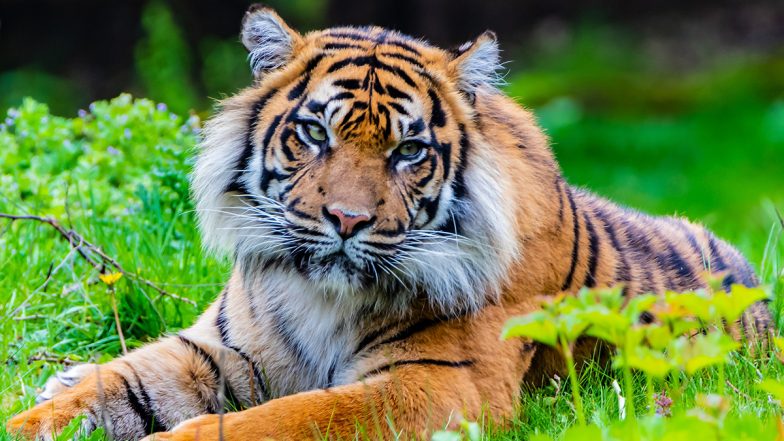 Tiger Kills Man in Chandrapur: नागभीड वन परिक्षेत्रातील पान्होडी गावात 65 वर्षीय व्यक्तीवर वाघाचा हल्ला; विद्रुप अवस्थेत सापडला मृतदेह
