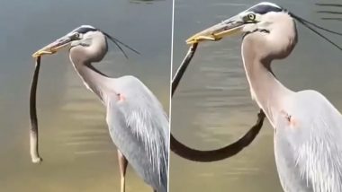 Viral Video: पक्षाने चोचीत पकडला विषारी साप; व्हिडिओ पाहून उडेल थरकाप, Watch