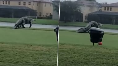 Crocodile on Golf Course: गोल्फ कोर्टवर तीन पायाच्या मगरीची सफर, पाहून गोल्फर घाबरले (Watch Video)
