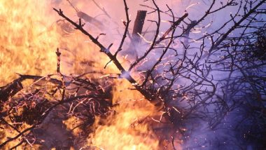 Hiware Bazar Forest Fire: आदर्श गाव हिवरेबाजार हद्दीतील जंगलाला आग, पोपटराव पवार यांनी सांगितले कारण