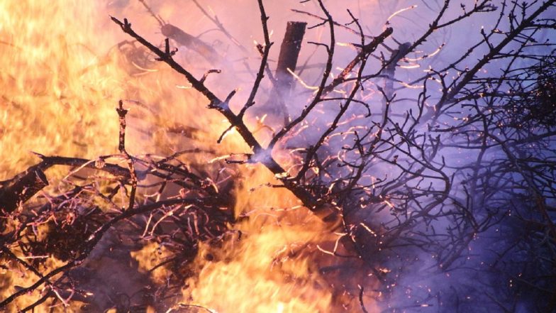 Hiware Bazar Forest Fire: आदर्श गाव हिवरेबाजार हद्दीतील जंगलाला आग, पोपटराव पवार यांनी सांगितले कारण