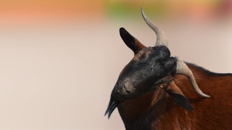 Goat's Eye Kills Man: बकऱ्याच्या डोळा, बेतला जीवावर; एकाचा मृत्यू; छत्तीसगड राज्यातील घटना