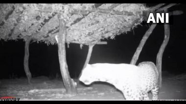 Leopard Attack:  इगतपूरी येथे 55 वर्षीय महिलेवर बिबट्याचा हल्ला