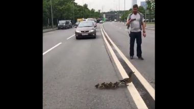 Viral Video Of Ducklings: बदक आणि त्याच्या पिल्लांचा व्हिडिओ सोशल मीडियावर व्हायरल, तुम्ही पाहिलात?